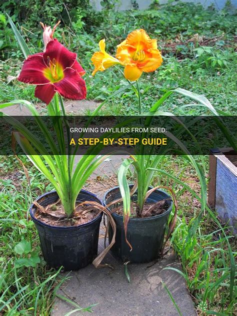 Fertilizing Daylilies: A 5-Step Guide for Stunning Blooms