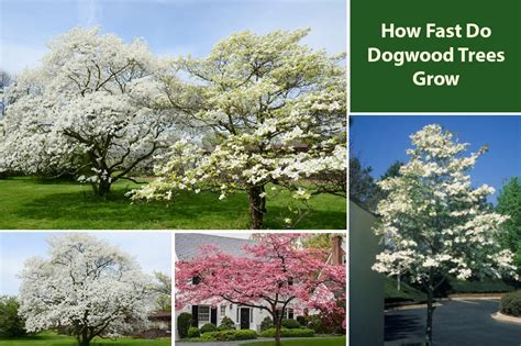 Fertilizing Dogwood Trees: A Comprehensive Guide