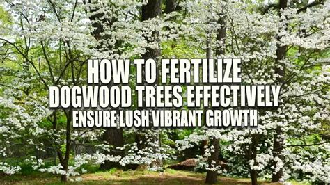 Fertilizing Dogwood Trees: The Ultimate Guide