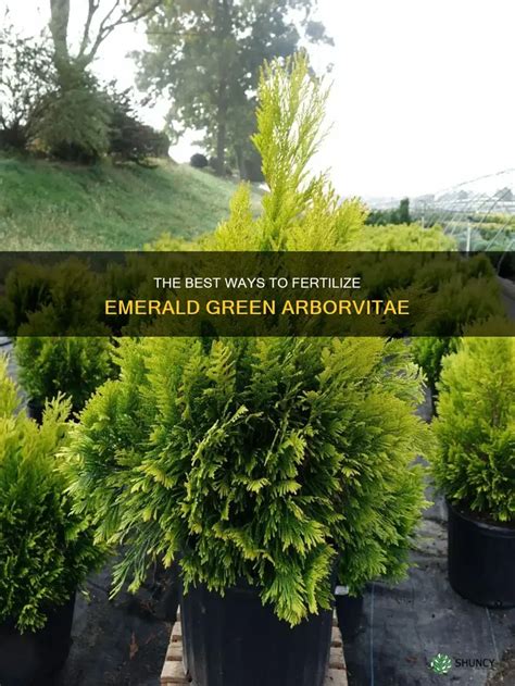 Fertilizing Emerald Green Arborvitae: 7 Expert Tips for a Thriving Hedge