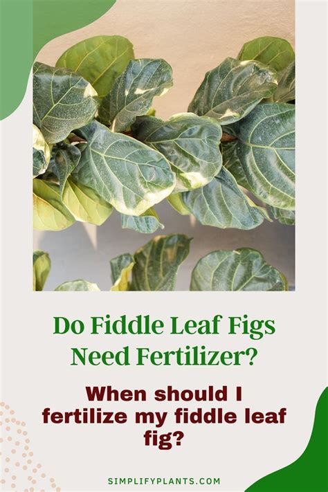 Fertilizing Fiddle Leaf Figs: 5 Steps for Luscious Growth