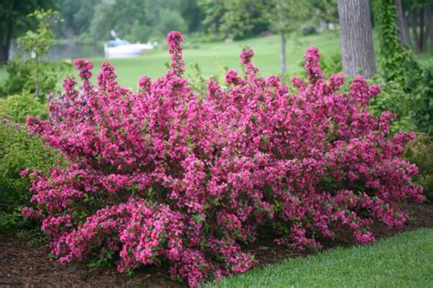 Fertilizing Flowering Shrubs: 5 Key Considerations for Blooming Beauties