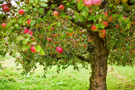 Fertilizing Fruit Trees: A Comprehensive Guide to Maximizing Yields