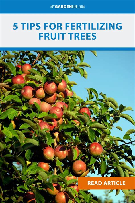 Fertilizing Fruit Trees: A Guide to Maximizing Yield