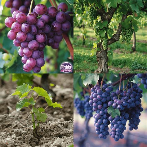 Fertilizing Grapes: A Comprehensive Guide