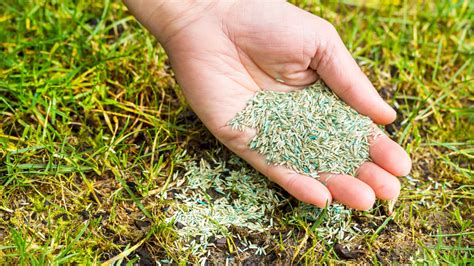 Fertilizing Grass Seedlings: A Comprehensive Guide for a Thriving Lawn