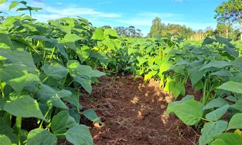 Fertilizing Green Beans: A Comprehensive Guide to Boosting Yields