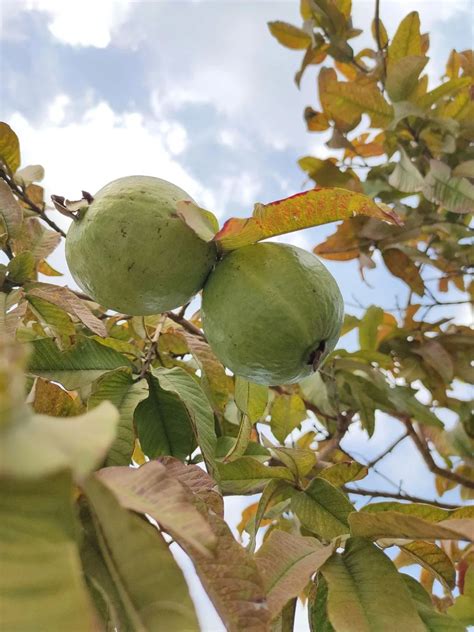 Fertilizing Guava Trees: The Ultimate Guide to Boosting Fruit Production