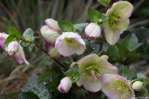 Fertilizing Hellebores: A Comprehensive Guide