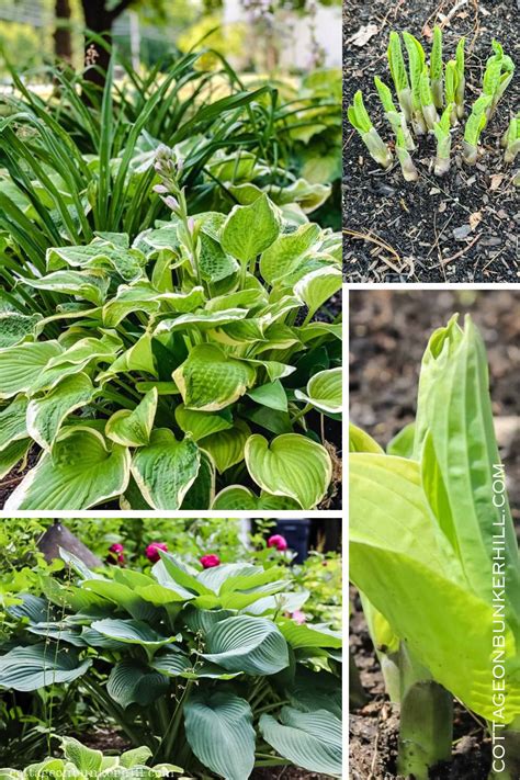 Fertilizing Hostas: A 5-Step Guide for Lush Greenery