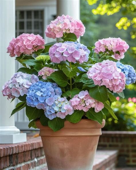 Fertilizing Hydrangeas for Spectacular Blooms