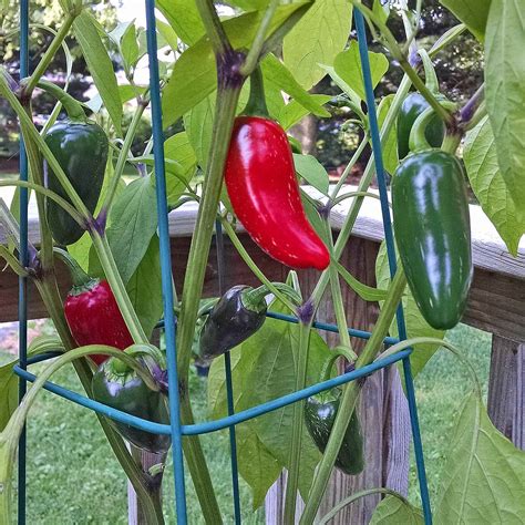 Fertilizing Jalapeño Plants: A Comprehensive Guide