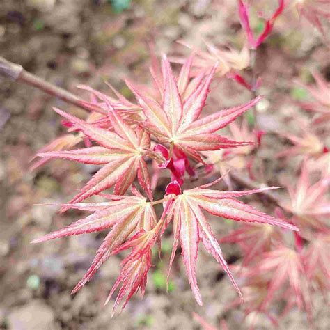 Fertilizing Japanese Maples: A Complete Guide for Optimal Growth