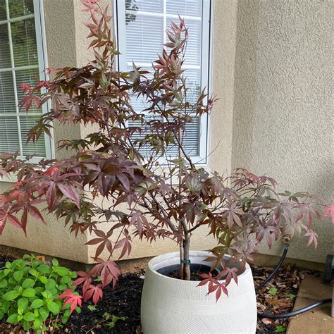 Fertilizing Japanese Maples: A Comprehensive Guide to the Perfect Formula