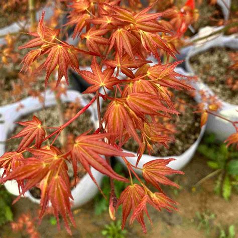 Fertilizing Japanese Maples: A Guide to Nurturing Vibrant Foliage