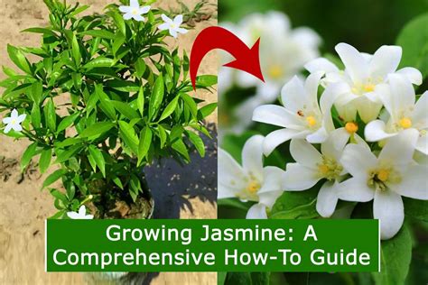 Fertilizing Jasmine: A Comprehensive 10,000-Word Guide