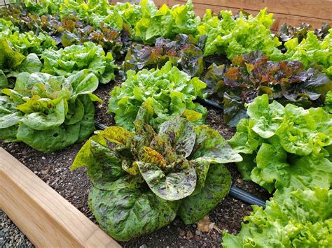 Fertilizing Lettuce Plants: A Comprehensive Guide for Optimal Growth