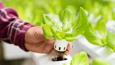 Fertilizing Lettuce Plants: A Guide to Nutrient-Rich Greens