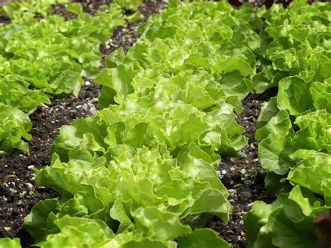 Fertilizing Lettuce Plants: The 5-Step Guide to Boost Yield and Quality