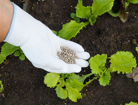 Fertilizing Lettuce Plants: The Ultimate 10-Step Guide to Optimal Growth