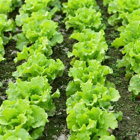 Fertilizing Lettuce Plants: The Ultimate Guide