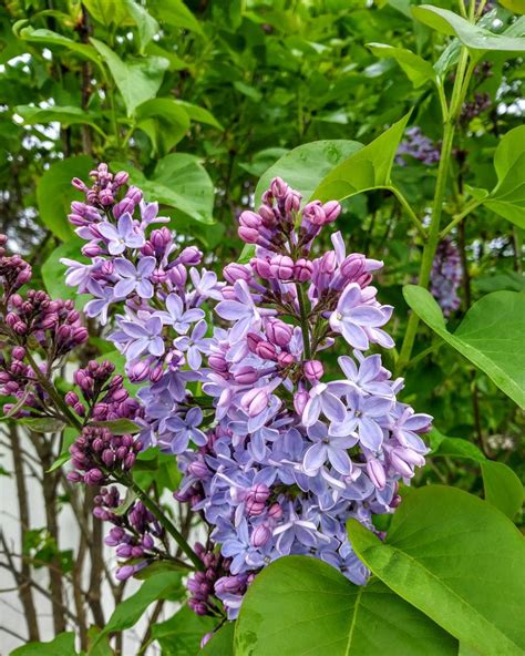 Fertilizing Lilacs: A Guide to Boosting Blooms and Enhancing Growth