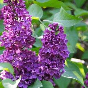 Fertilizing Lilacs: A Guide to Nurturing Your Fragrant Beauties