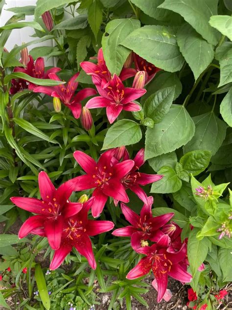 Fertilizing Lilies: A Comprehensive Guide for Lush Blooms