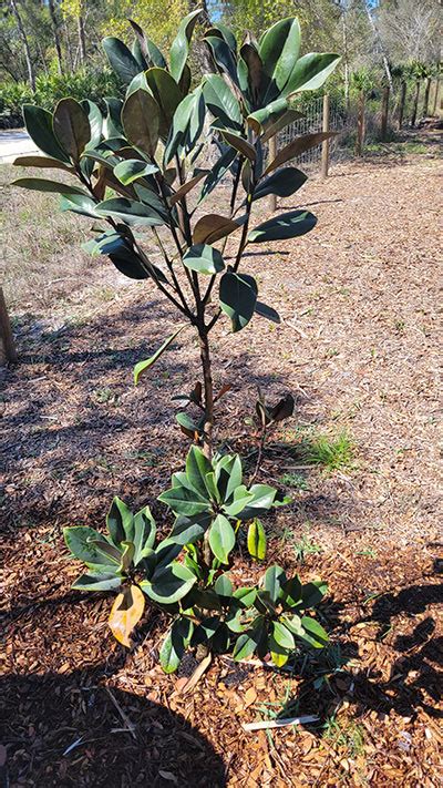 Fertilizing Magnolia Trees: The 5 Key Steps to Success