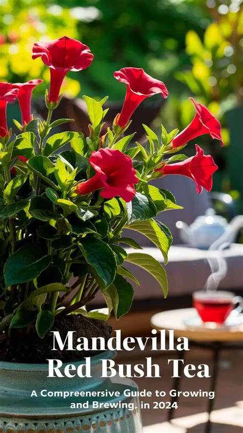 Fertilizing Mandevilla: A Comprehensive 10K-Word Guide