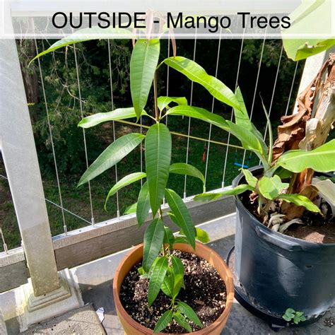 Fertilizing Mango Trees for Bountiful Harvests: A Comprehensive Guide