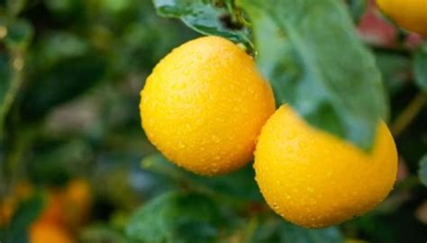 Fertilizing Meyer Lemons: A 5-Step Guide to Boosting Fruit Production