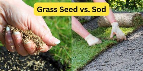 Fertilizing New Sod: A Complete Guide to Nurturing Your Lawn