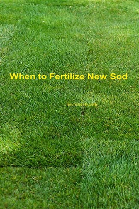 Fertilizing New Sod: The Ultimate 5-Step Guide for a Lush, Green Lawn