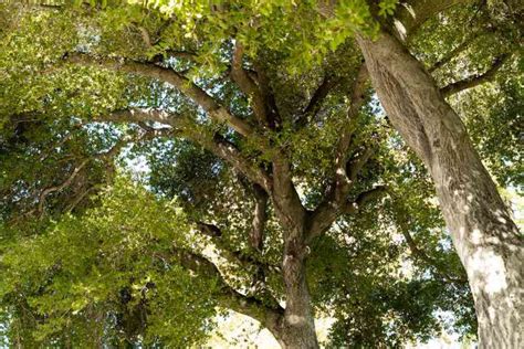 Fertilizing Oak Trees: A Comprehensive Guide 101