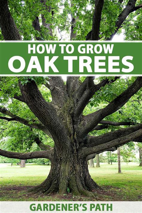 Fertilizing Oak Trees: A Comprehensive Guide for 2023