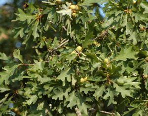 Fertilizing Oak Trees: The Complete 12-Step Guide