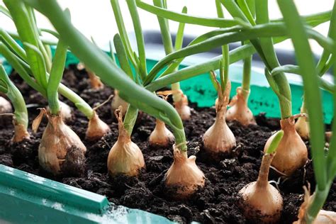 Fertilizing Onion Sets: The Ultimate Guide to Growing Bountiful Harvests