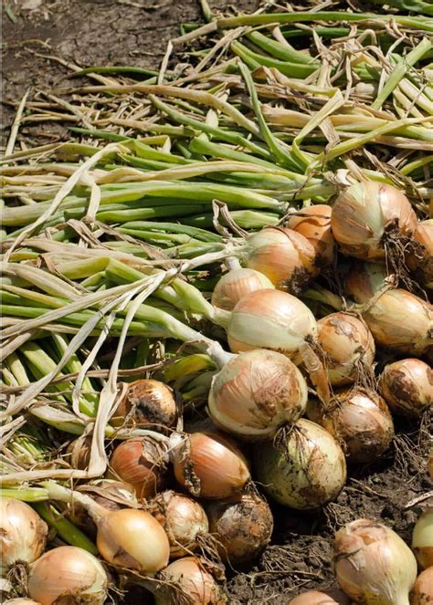 Fertilizing Onions: 5 Essential Tips for Bigger, Tastier Harvests