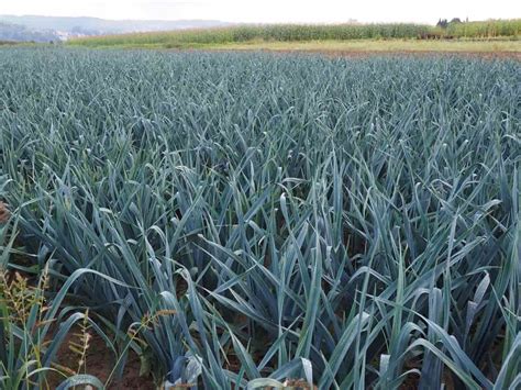 Fertilizing Onions: A 10-Step Guide to Boosting Yield and Quality