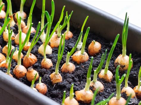 Fertilizing Onions: A 4-Step Guide to Bountiful Crops