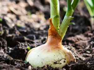 Fertilizing Onions: A Comprehensive Guide to Maximizing Yields