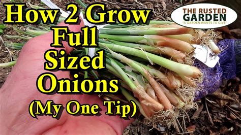 Fertilizing Onions: The Ultimate 10,000+ Character Guide