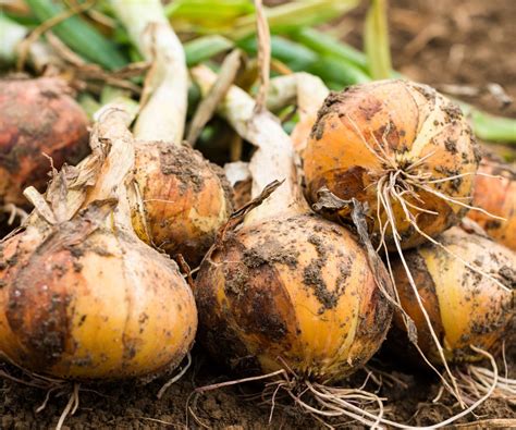 Fertilizing Onions: The Ultimate Guide with 50+ Tips