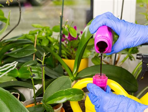 Fertilizing Orchids: A Balancing Act