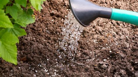 Fertilizing Organic Garden: 5 Essential Steps to Nurture Your Soil