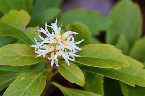 Fertilizing Pachysandra: The Ultimate Guide