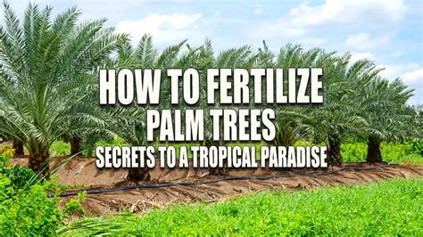 Fertilizing Palm Trees: A Comprehensive Guide