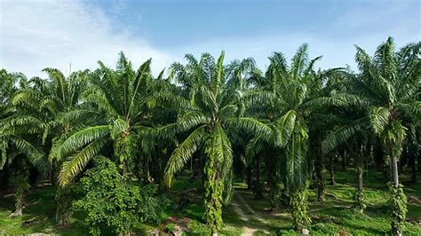 Fertilizing Palm Trees: A Comprehensive Guide to Nourishing Your Tropical Beauties