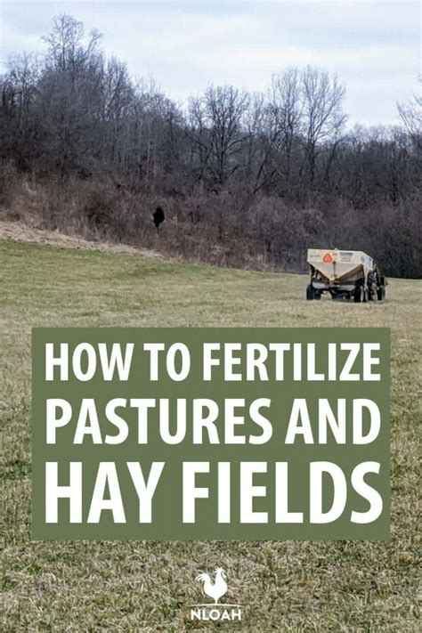 Fertilizing Pastures: A 5-Step Guide to Boosting Productivity